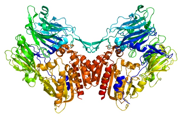 Az FAP protein modellje. Forrs: Wikipedia