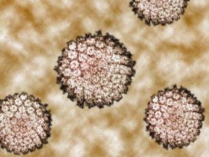 humán papillomavírus méhnyakrák