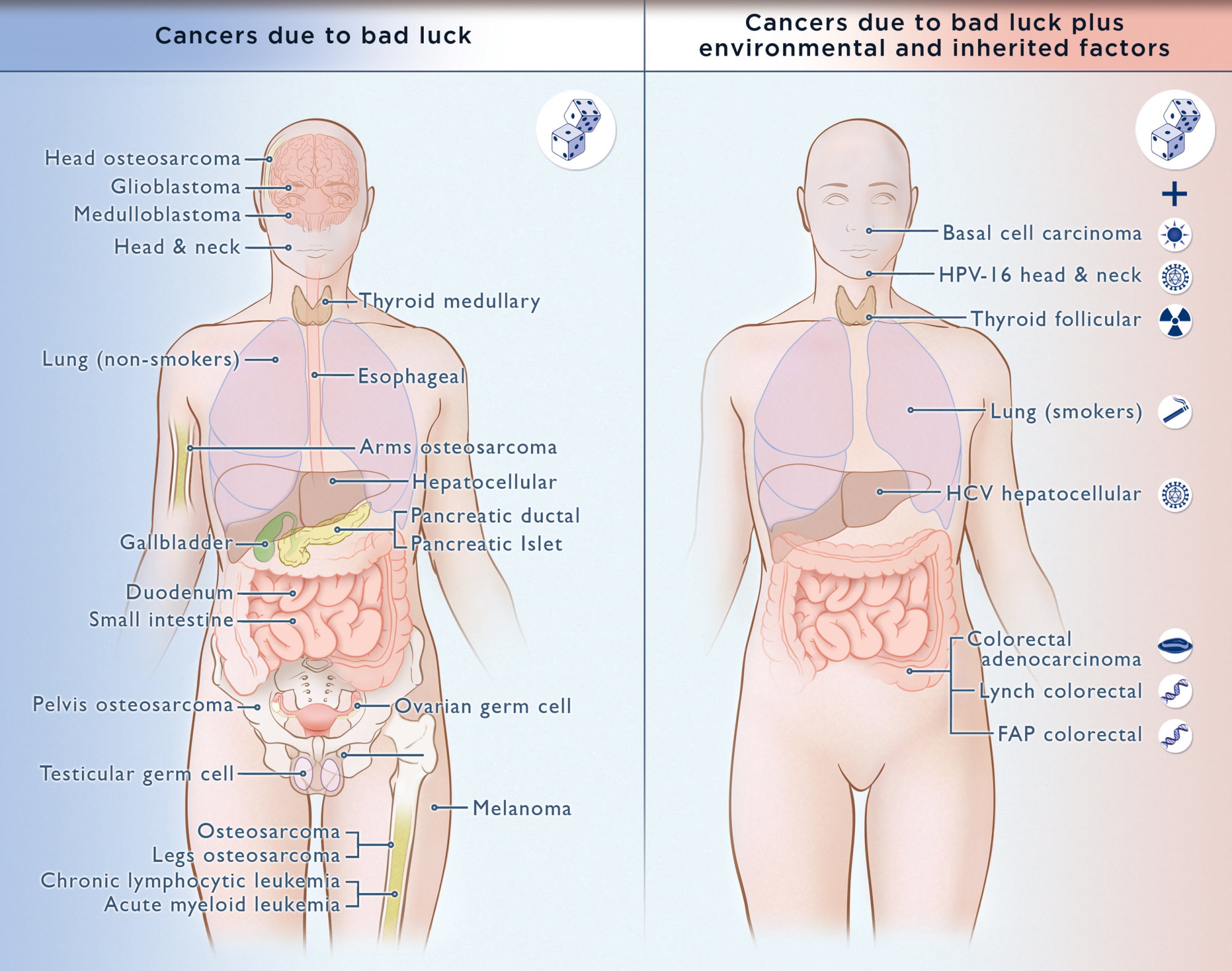 A rák okai col. A daganatok harmada, esetleg a fele is megelőzhető lenne