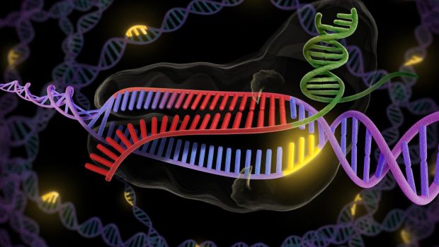 A CRISPR-Cas9 egyfajta molekulris oll, amely a hibs gnek trlsre vagy kijavtsra is alkalmas lehet