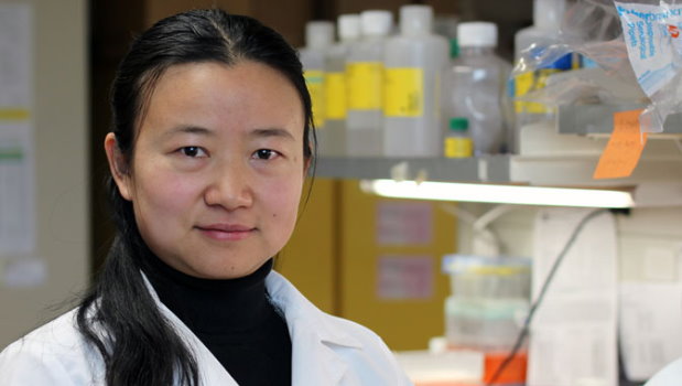 Qi Chen, a Kansas Egyetem kutatja, aki az intravns C-vitamin felttelezett rkellenes hatsaival kapcsolatos kutats egyik vezetje volt (Fot: kumc.edu)