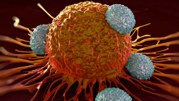 Megtanthatak-e egy beteg immunsejtjei a rksejtek felismersre?