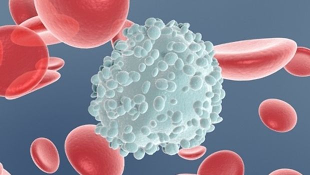 A humán leukocita antigének a fehérvérsejtek felszínén helyezkednek el