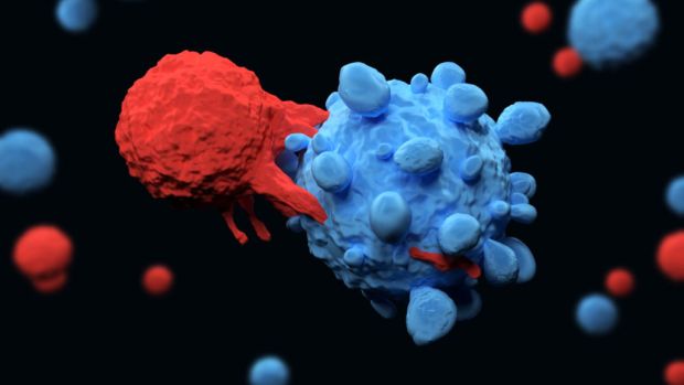 Egy T-sejt (pirossal) megtámad egy daganatsejtet (kékkel)